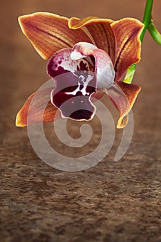 Cymbidium Orchid Pendulous