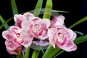 Cymbidium Orchids