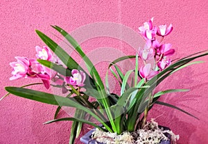 Cymbidium Orchids