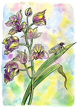 Cymbidium orchids and cicada, watercolor illustration