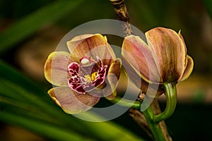 Cymbidium Orchids, darjeeling, India