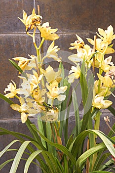 Cymbidium in pot. Flower and stem boat orchid