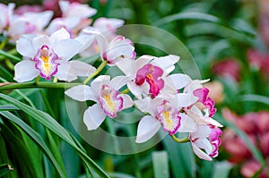 Cymbidium sp Pink and white orchid flowers photo