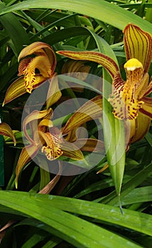 Cymbidium tracyanum O` Brien Orchid