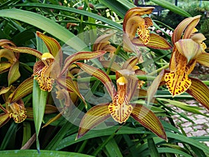 Cymbidium tracyanum O` Brien Orchid