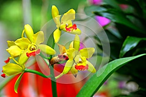 Cymbidium yellow claessen orchids