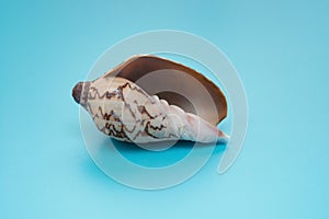 Cymbiola nobilis marine seashell on blue photo