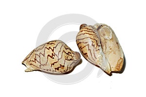 The Cymbiola Nobilis shell on white background