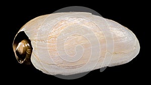 Cymbium cymbium shell on black background