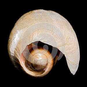 Cymbium cymbium shell on black background