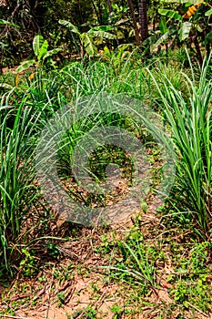 Cymbopogon, also known as lemongrass, barbed wire grass, silky heads, Cochin grass, Malabar grass