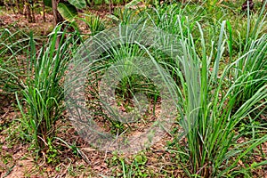 Cymbopogon, also known as lemongrass, barbed wire grass, silky heads, Cochin grass, Malabar grass, oily heads, citronella grass