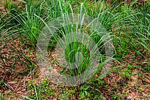 Cymbopogon, also known as lemongrass, barbed wire grass, silky heads, Cochin grass, Malabar grass, oily heads, citronella grass