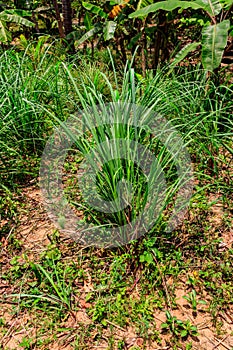 Cymbopogon, also known as lemongrass, barbed wire grass, silky heads, Cochin grass, Malabar grass, oily heads, citronella grass or