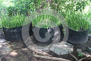 Cymbopogon citratus grass plant on farm