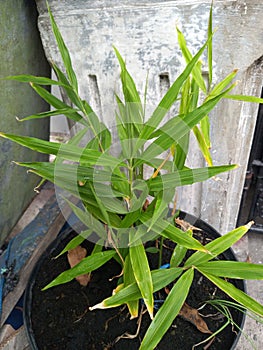 Cymbopogon citratus lemongrass herb