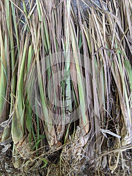 Cymbopogon citratus plant, west indian lemon grass leaf, sereh or serai leaves photo