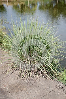 Cymbopogon citratus plants