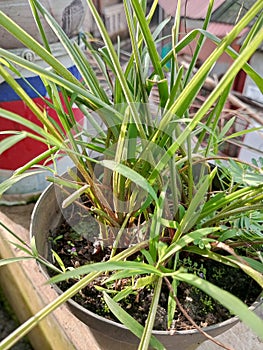 Cymbopogon citratus plants are green and fresh