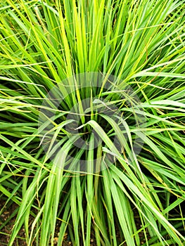 Cymbopogon citratus plants in nature garden