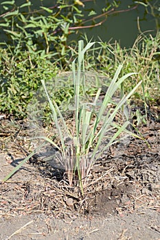 Cymbopogon citratus plants in nature garden