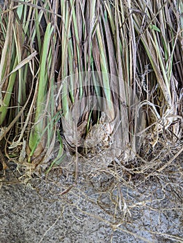 Cymbopogon citratus or serai plant, west indian lemon grass, sereh stem on the ground photo