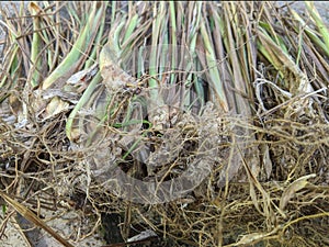 Cymbopogon citratus or serai root, sereh tropical plant