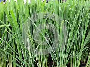 Cymbopogon citratus stems are wrapped in multiple sheaths.