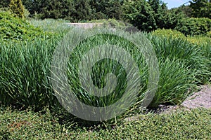 Cymbopogon or lemongrass in the summer garden