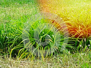 Cymbopogon nardus better known as lemongrass or lemongrass or citronella grass is a type of grass from the Gramales