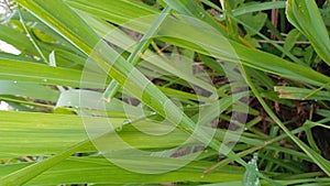 The Cymbopogon nardus plant, known in Indonesia as citronella, is the basic ingredient for telon oil