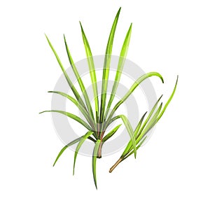 Cymbopogon refractus or barbed wire grass, perennial grass native to Australia digital art illustration. Australian natural green