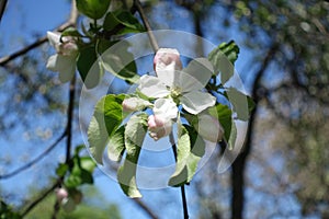 Cyme with buds and flower of apple tree