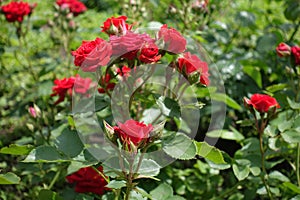 Cyme of red rose flowers and buds