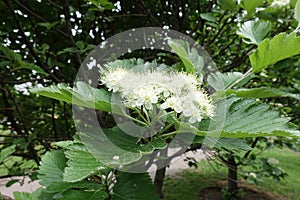 Cymose corymb of white flowers of Sorbus aria in May
