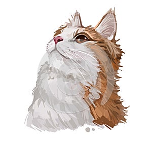 Cymric or Longhair Manx cat isolated on white. Digital art illustration of hand drawn kitty for web. Kitten with soft bicolor,