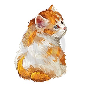 Cymric or Longhair Manx cat isolated on white. Digital art illustration of hand drawn kitty for web. Kitten with soft bicolor,