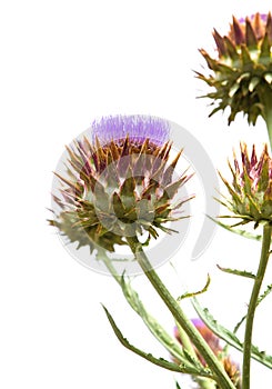 Cynara cardunculus