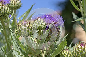 Cynara cardunculus big flowers in bloom, utility flowering plant