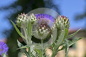 Cynara cardunculus big flowers in bloom, utility flowering plant