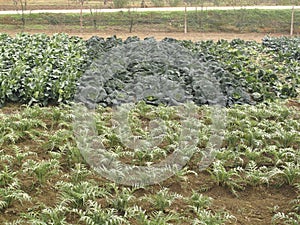 Cynara cardunculus and brassica oleraceae field