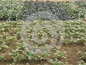 Cynara cardunculus and brassica oleraceae field