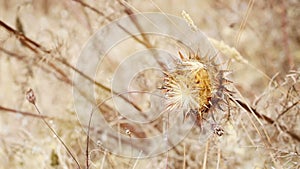 Cynara cardunculus dry thistles in nature