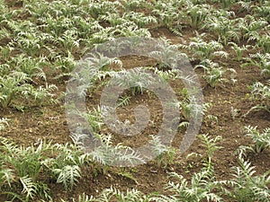 Cynara cardunculus field