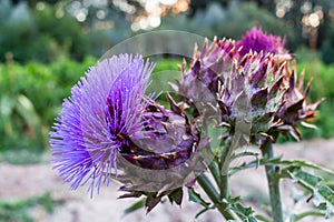 Cynara cardunculus flowers in an orchard