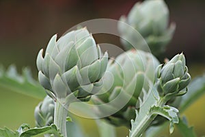 Cynara cardunculus. Green organic artichoke heads on leafy plant stem.