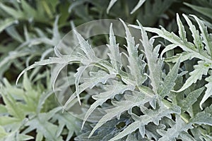 .Cynara cardunculus growing in the garden in spring