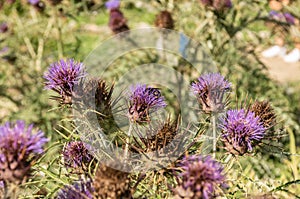 Cynara Cardunculus Native From Mediterranean Region