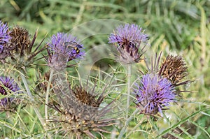 Cynara Cardunculus Native From Mediterranean Region