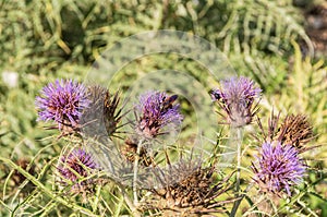 Cynara Cardunculus Native From Mediterranean Region